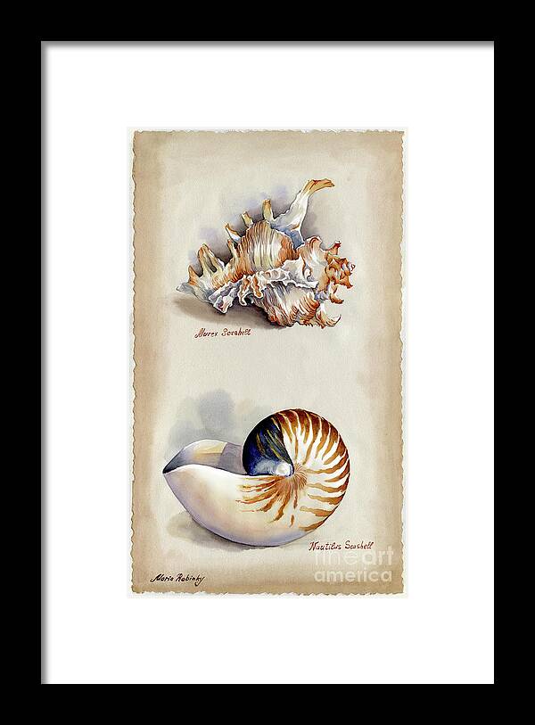 Seashells Framed Print featuring the photograph Seashells Murex and Nautilus by Maria Rabinky