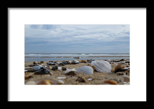 Seashells Framed Print featuring the photograph Seashells Seagull Seashore by Robert Banach