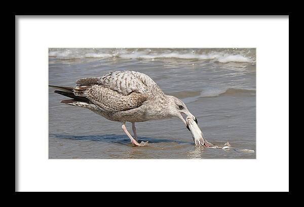 Sea Framed Print featuring the photograph Seaside Snack by Christy Pooschke
