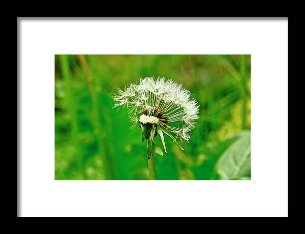 Floral Framed Print featuring the photograph Season of Flights is open. by Elena Perelman