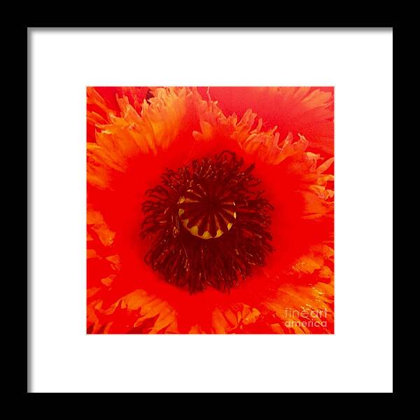 Flower Framed Print featuring the photograph Seattle by Denise Railey
