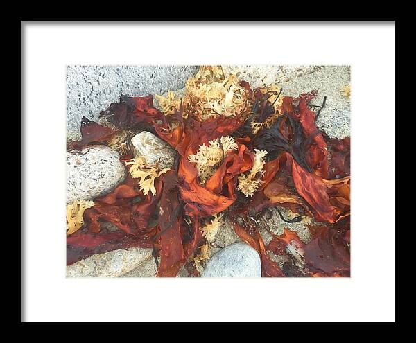  Framed Print featuring the photograph Seaweed by Matt Cegelis