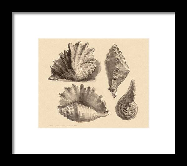 Seashell Framed Print featuring the painting Seba's Spider Conch by Judith Kunzle