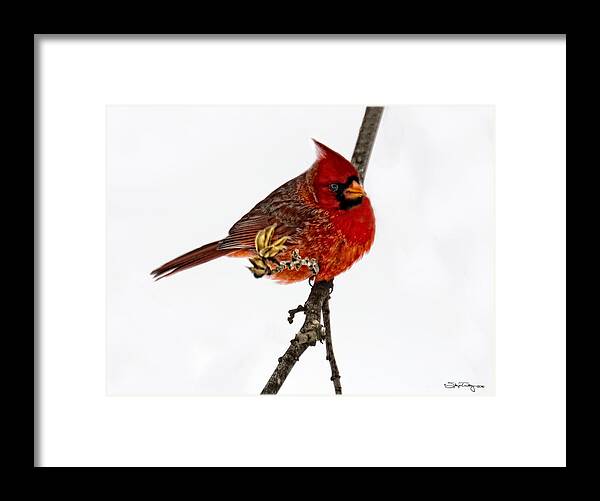 Bird Framed Print featuring the photograph Second Cardinal by Skip Tribby