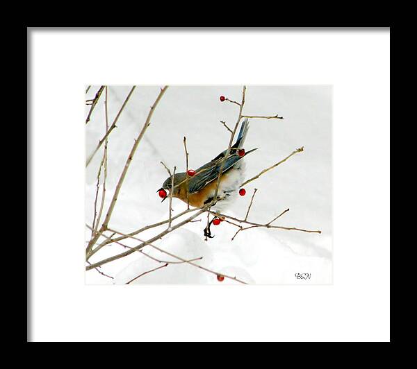Bird Framed Print featuring the photograph Second Helping by Barbara S Nickerson