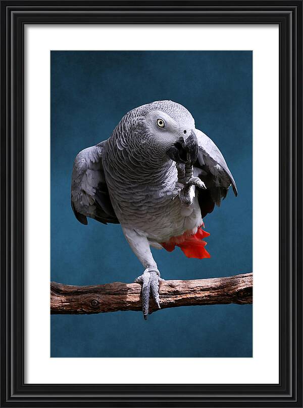 African Gray Parrot Framed Print Studio Dalio - African Gray Parrot Framed Print