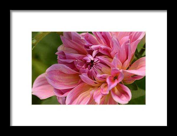 Pink Framed Print featuring the photograph Secrets Within by Wanda Brandon