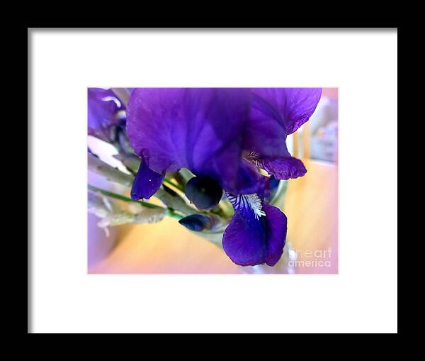 Iris Framed Print featuring the photograph Sedona Wild Iris by Mars Besso