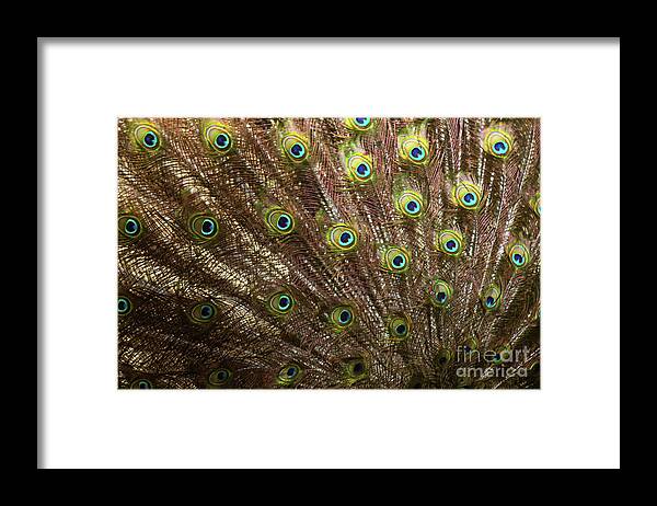 Landscape Framed Print featuring the photograph See Eye to Eye by Donna L Munro