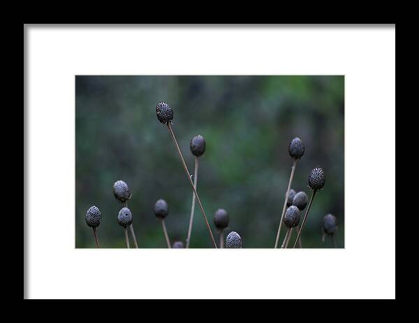 Seedheads Framed Print featuring the photograph Seedheads 5685 H_2 by Steven Ward