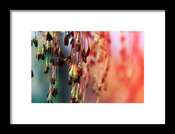 Hovind Framed Print featuring the photograph Seedling Chandeliers by Scott Hovind