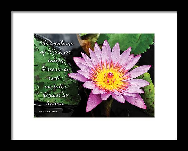 Water Lily Framed Print featuring the photograph Seedlings of God by Denise Bird