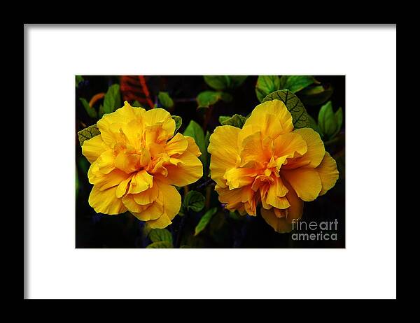 Hibiscus Framed Print featuring the photograph Seeing Double by Craig Wood