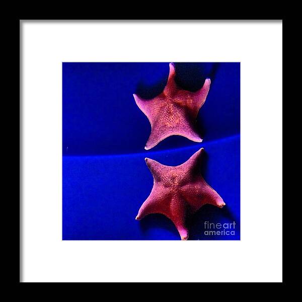 Star Fish Framed Print featuring the photograph Seeing Double by Denise Railey