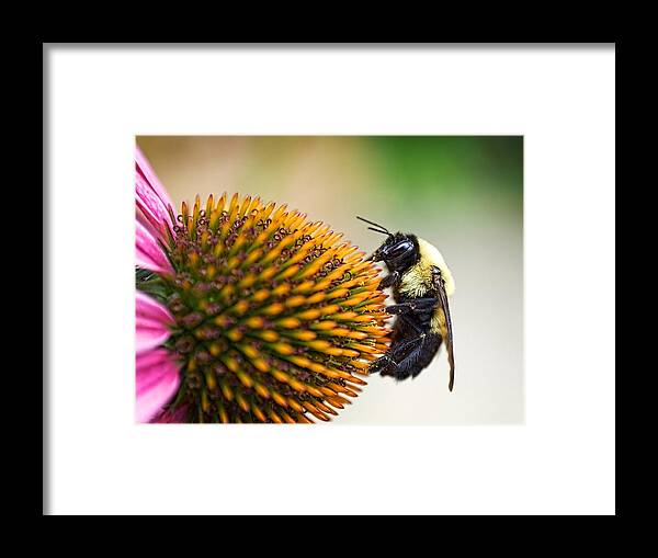 Bee Framed Print featuring the photograph Seeking Nectar by Brad Boland