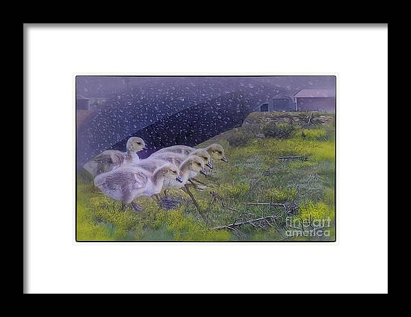 Baby Geese Framed Print featuring the digital art Seeking Shelter From The Storm Digital Artwork by Mary Lou Chmur by Mary Lou Chmura