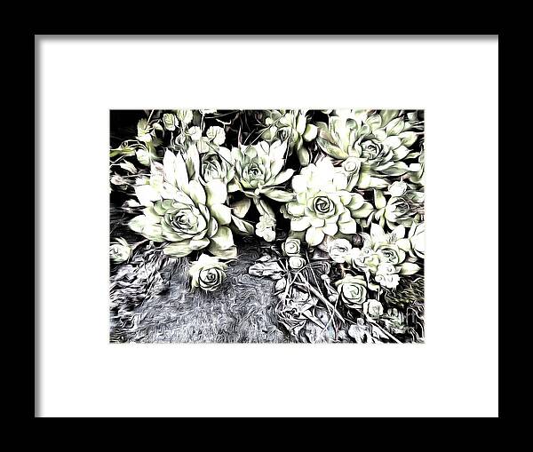 Succulent Framed Print featuring the photograph Sempervivum - Ebony and Ivory by Janine Riley
