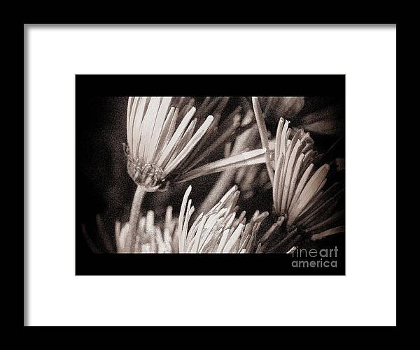 Flowers Framed Print featuring the photograph Send me These by Julie Lueders 