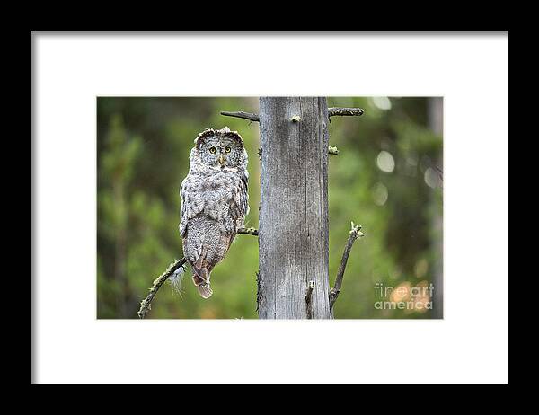 Great Gray Owl Framed Print featuring the photograph Hindsight by Aaron Whittemore