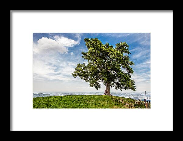  Framed Print featuring the photograph Sentinel Along an Alpine Trail by W Chris Fooshee