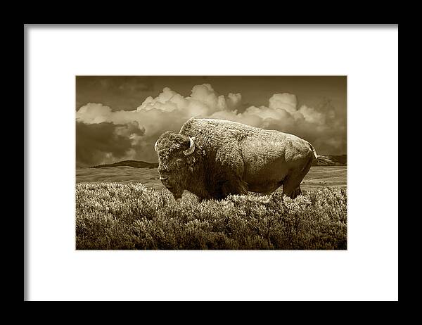 Buffalo Framed Print featuring the photograph Sepia Tone of American Bison in Yellowstone by Randall Nyhof