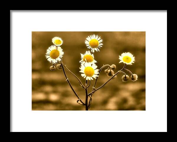 Sepia Framed Print featuring the photograph Sepia Wildflowers by Karen Scovill