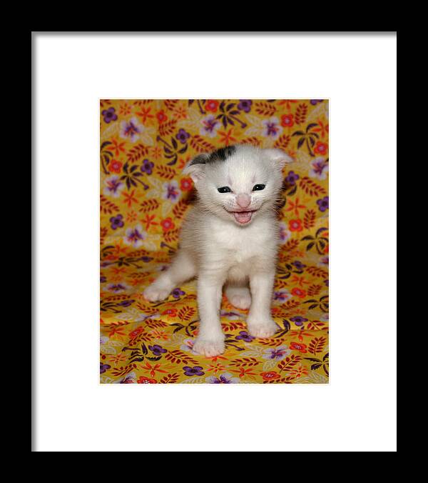 Scottish Fold Framed Print featuring the pyrography September 2006 by Robert Morin