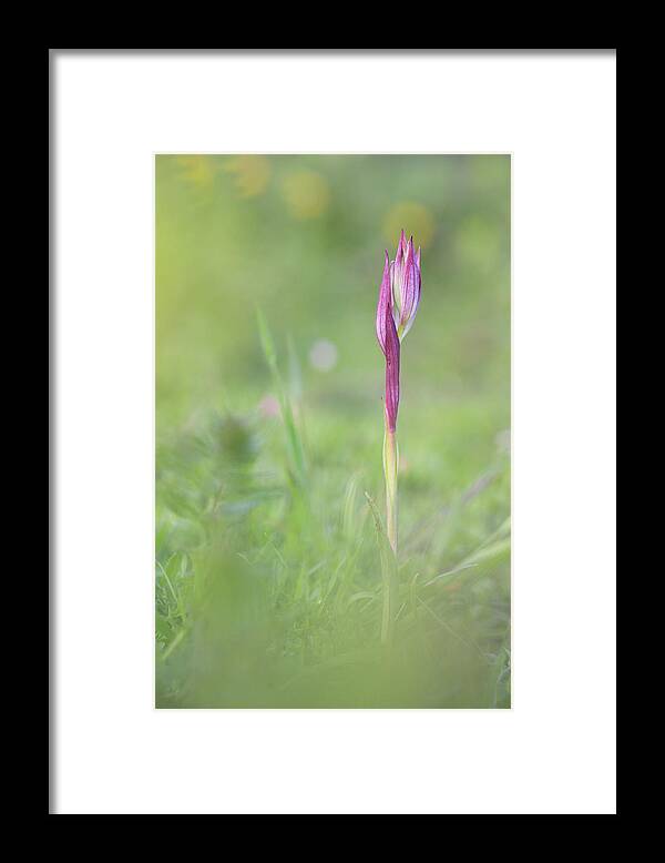 Flower Framed Print featuring the photograph Serapia lingua by Natura Argazkitan