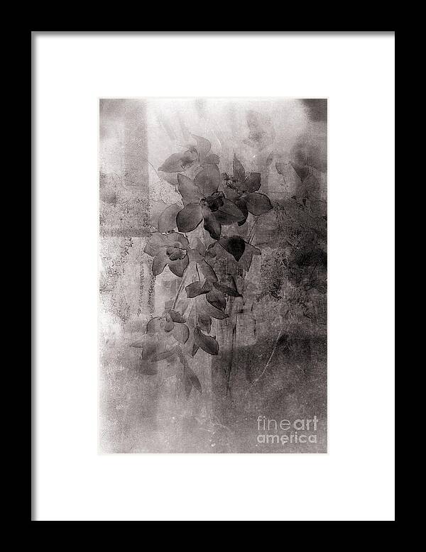 Flower Framed Print featuring the photograph Serenade by Susanne Van Hulst