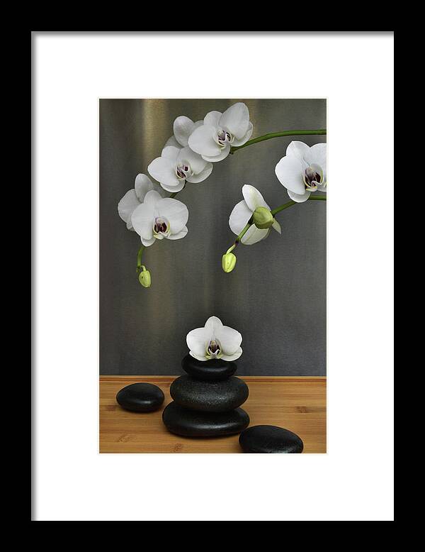 Orchid Framed Print featuring the photograph Serene Orchid by Terence Davis