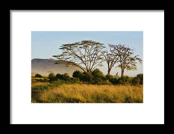 Serengeti Framed Print featuring the photograph Golden Savanna by Carolyn Mickulas