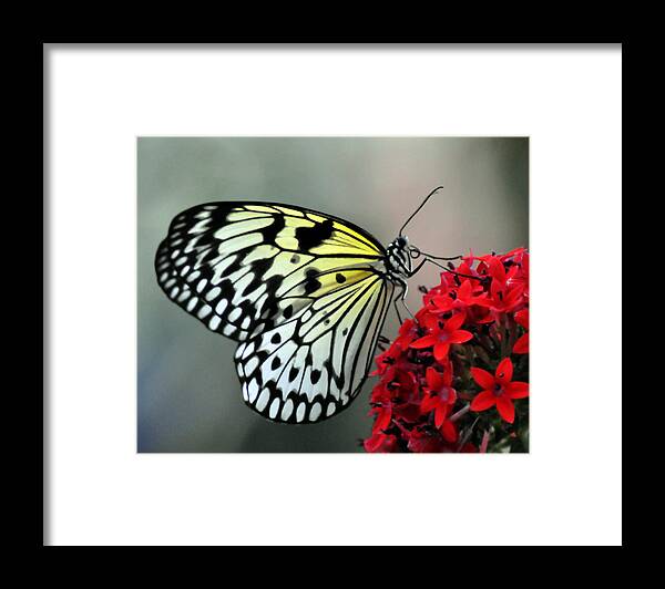 Yellow Framed Print featuring the photograph Serenity by J DeVereS