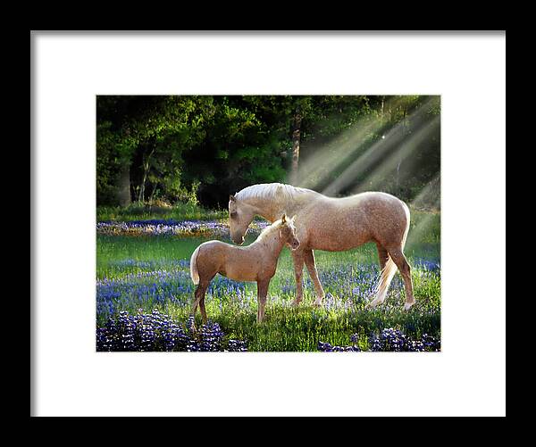 Horse Photography Framed Print featuring the photograph Serenity by Melinda Hughes-Berland