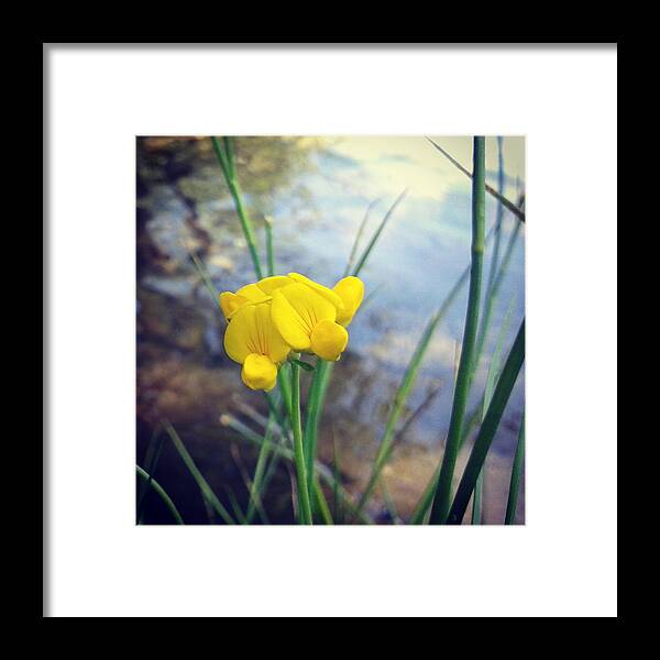 Wildlife Framed Print featuring the photograph Serenity by William Goodson