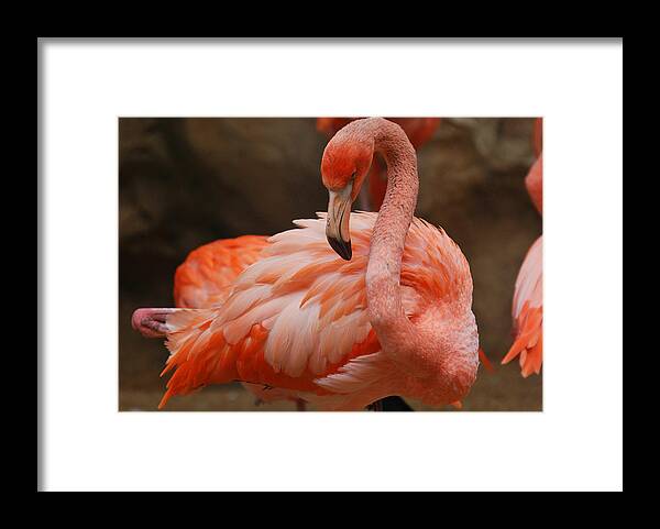 Teresa Blanton Framed Print featuring the photograph Serious Flamingo by Teresa Blanton