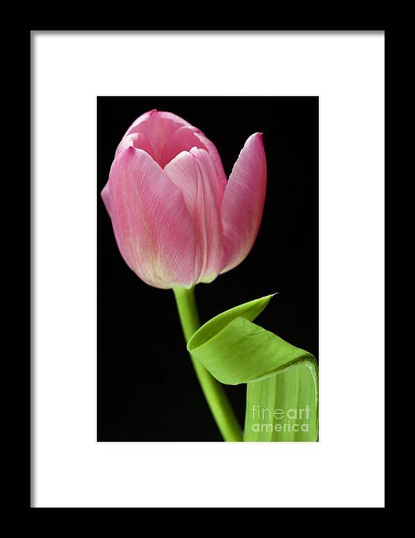 Wendy Framed Print featuring the photograph Seriously Pink 2 by Wendy Wilton
