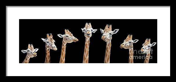 Giraffe Framed Print featuring the photograph Seven giraffes with different facial expressions by Jane Rix