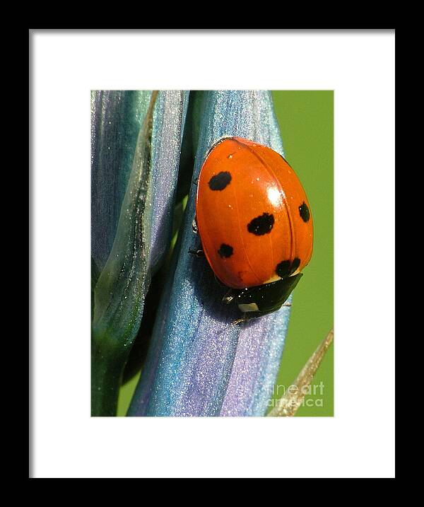 Seven Spotted Framed Print featuring the photograph Seven Spotted Lady Beetle by Katie LaSalle-Lowery