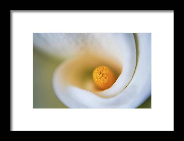 Flower Framed Print featuring the photograph Sexy Curves by Scott Campbell