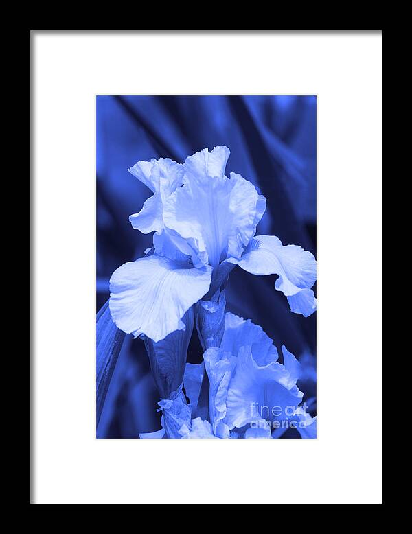 Iris Framed Print featuring the photograph Shades of Blue Iris by Cathy Beharriell