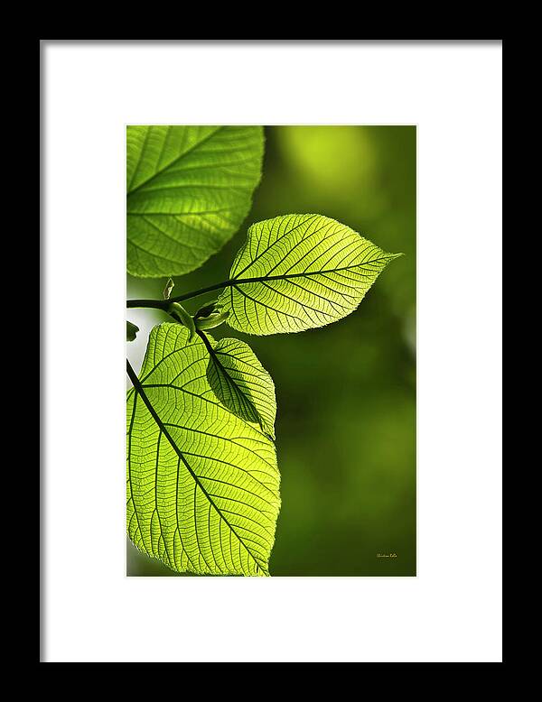 Leaves Framed Print featuring the photograph Shades Of Green by Christina Rollo