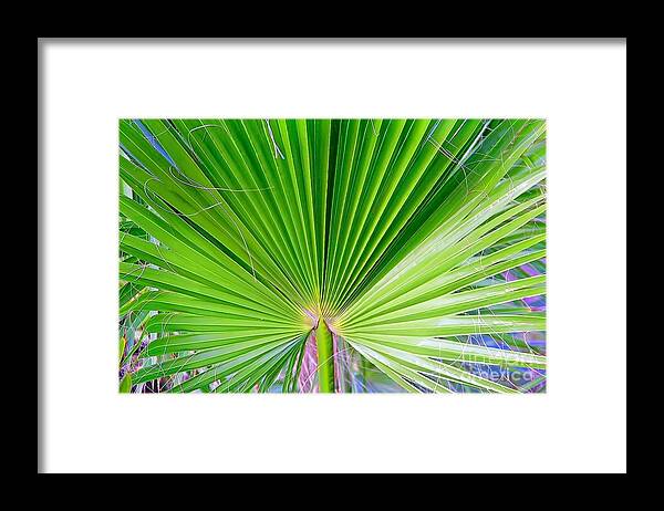  Nonflowering Plant Framed Print featuring the photograph Shades Of Green by Jody Frankel 