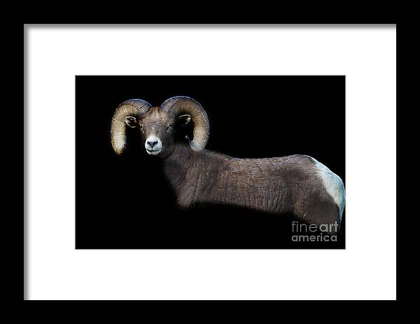 Bighorn Sheep Framed Print featuring the photograph Shadow Dweller by Jim Garrison