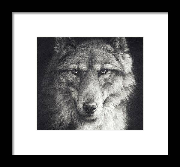 Wolf Framed Print featuring the drawing Shadow Falling by Peter Williams