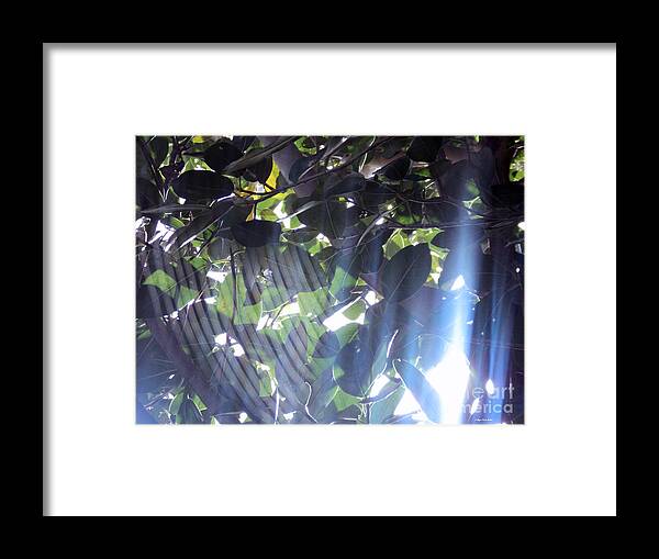 Cobwebs Framed Print featuring the photograph Shadow Threads by Megan Dirsa-DuBois
