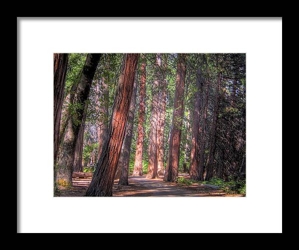 Trees Framed Print featuring the photograph Shady Path by Jane Linders