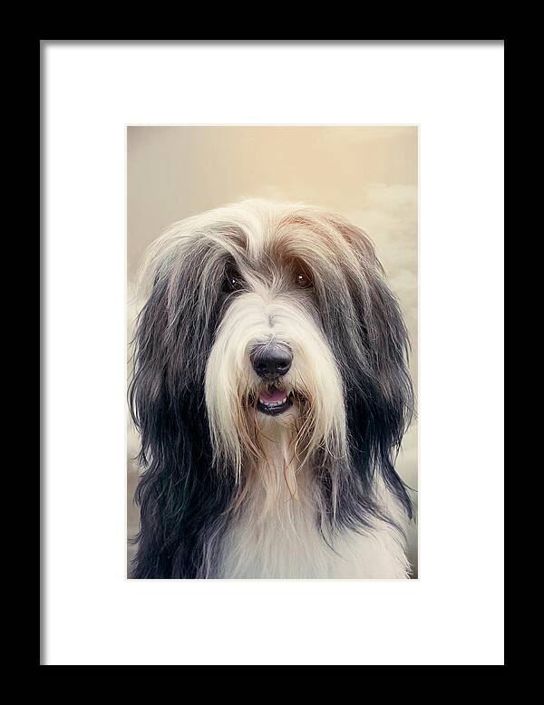 Dog Framed Print featuring the photograph Shaggy Dog by Ethiriel Photography