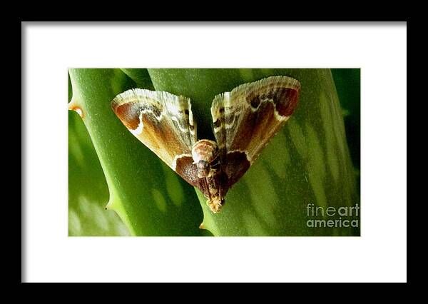 Shagreened Slug Moth Moth Species Of North America Chesapeake Biodiversity Entomology Maryland Moths Little Brown Pegged Moth Rare Moths Macro Moth On Aloe Plant Framed Print featuring the photograph Shagreened Slug Moth by Joshua Bales