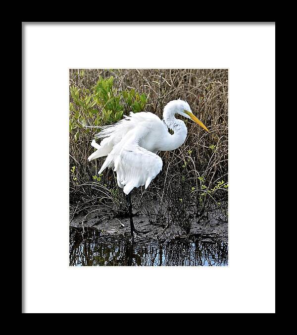 Egret Framed Print featuring the photograph Shake It All About by Carol Bradley