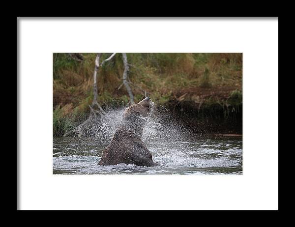 Sam Amato Framed Print featuring the photograph Shaking Brown Bear by Sam Amato